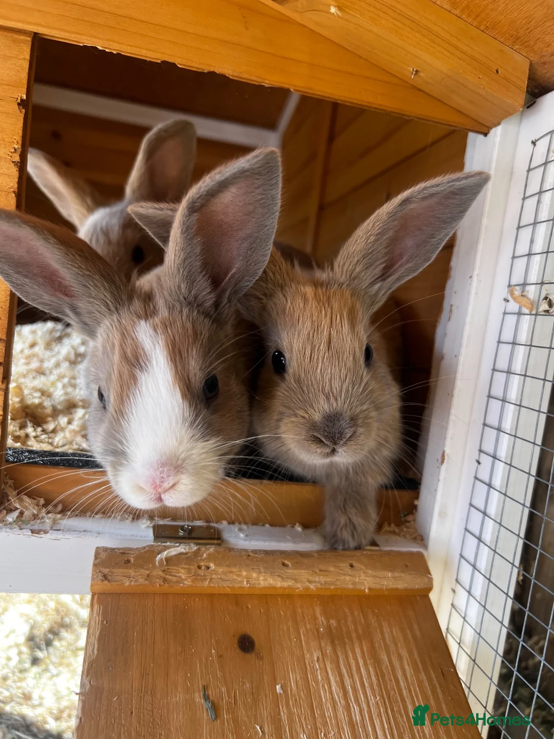 Mixed Breed rabbits for sale: Bunnies looking for homes in Hockley - Advert 3