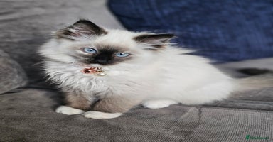 Ragdoll cats - Advert 2