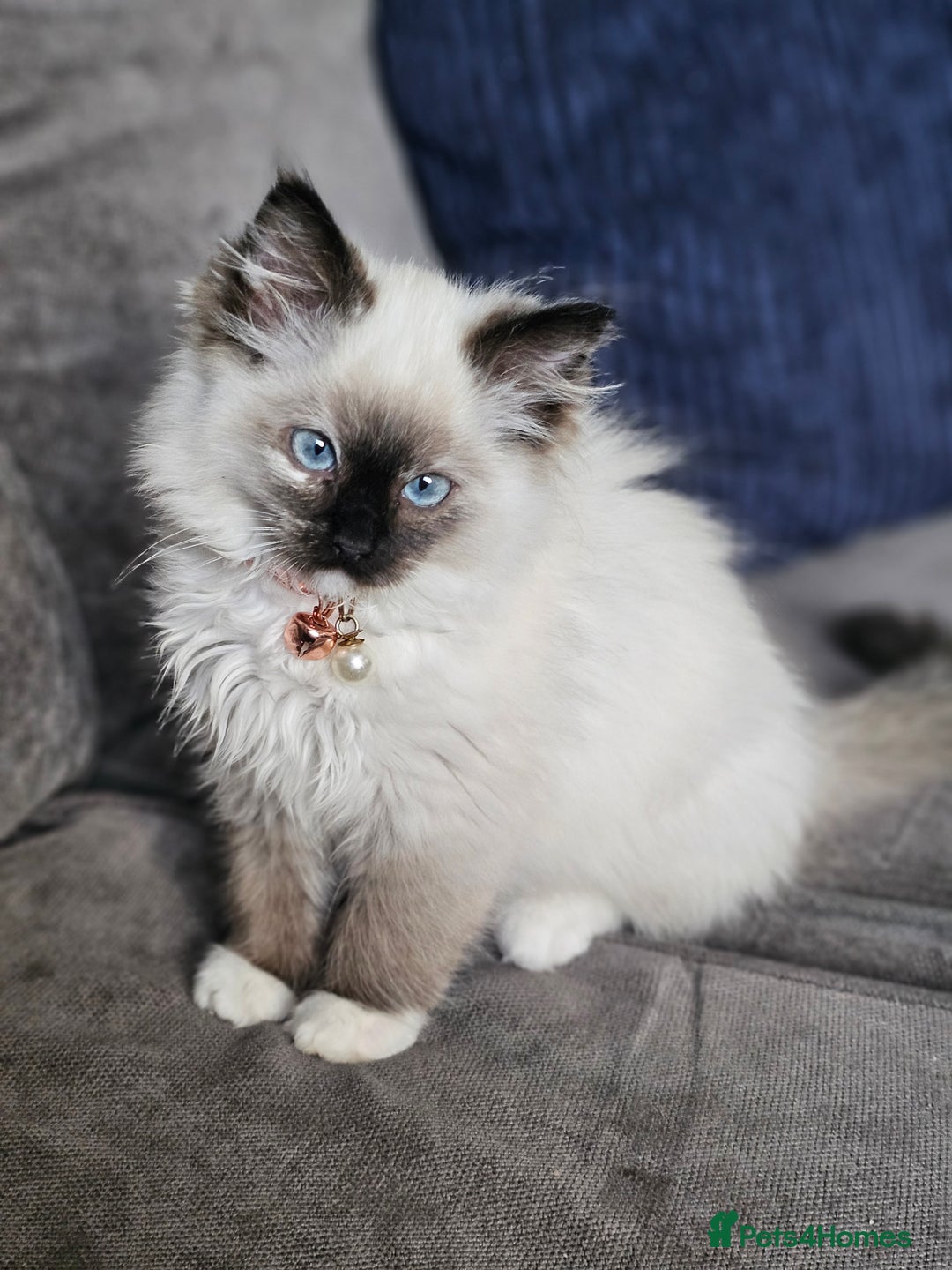 Ragdoll cats for sale: Ragdolls Due 12th August  - Image 3