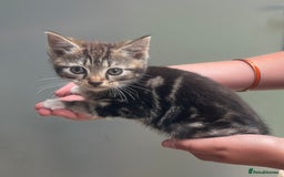 Mixed Breed cats for sale: One boy two girls  - Image 2
