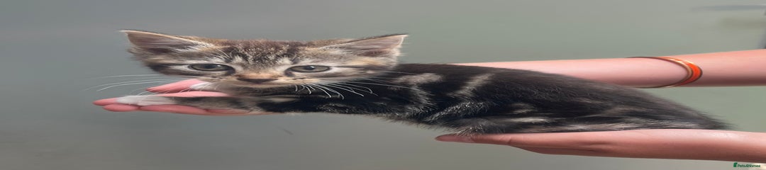 Mixed Breed Kitten 1