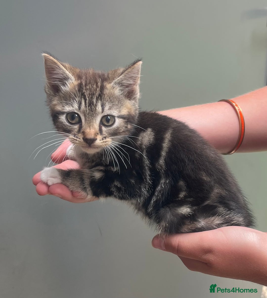 Mixed Breed cats for sale: One boy two girls  - Image 2