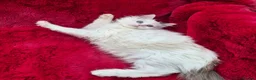 Ragdoll cats for sale: GCCF Registered Ragdoll Kittens  - Advert 5