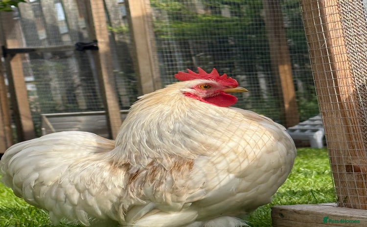 Chickens poultry - Advert 2