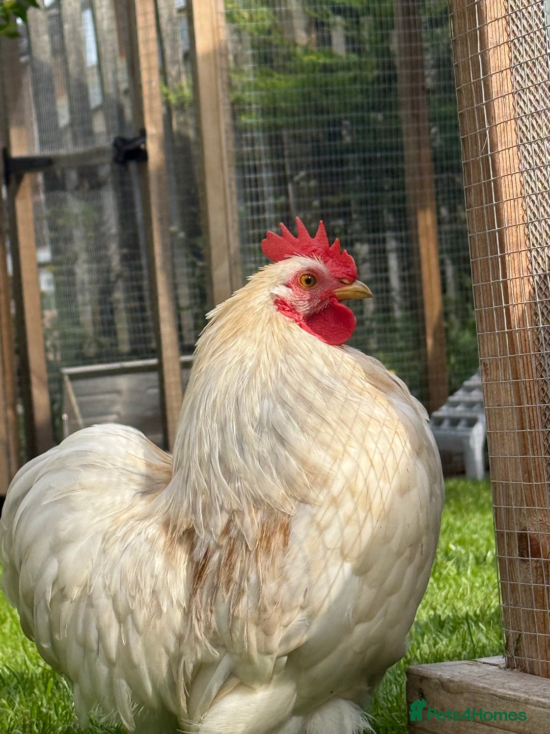 Chickens poultry for sale: Pekin bantam pair  - Image 1