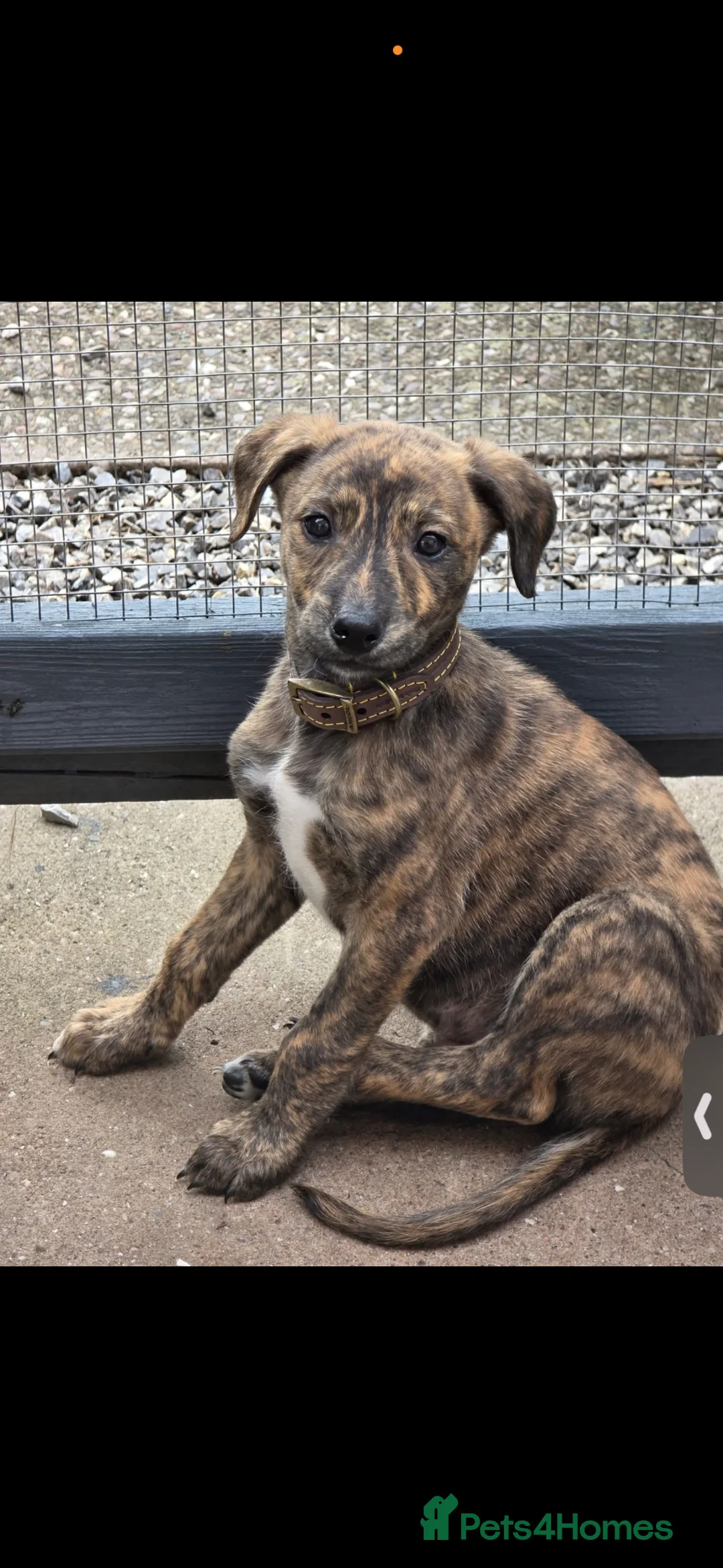 Mixed Breed dogs for sale: Bull lurcher  in Stourbridge - Advert 2