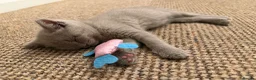 British Shorthair cats for sale: British Shorthair × Scottish Fold Mix Kittens - Advert 4