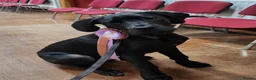 Mixed Breed dogs for sale: Odin is looking for his forever home  - Advert 3