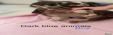 Dark blue animals 