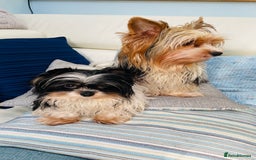 Biewer Terrier dogs for sale: Biewer Yorkshire Terrier - Image 12