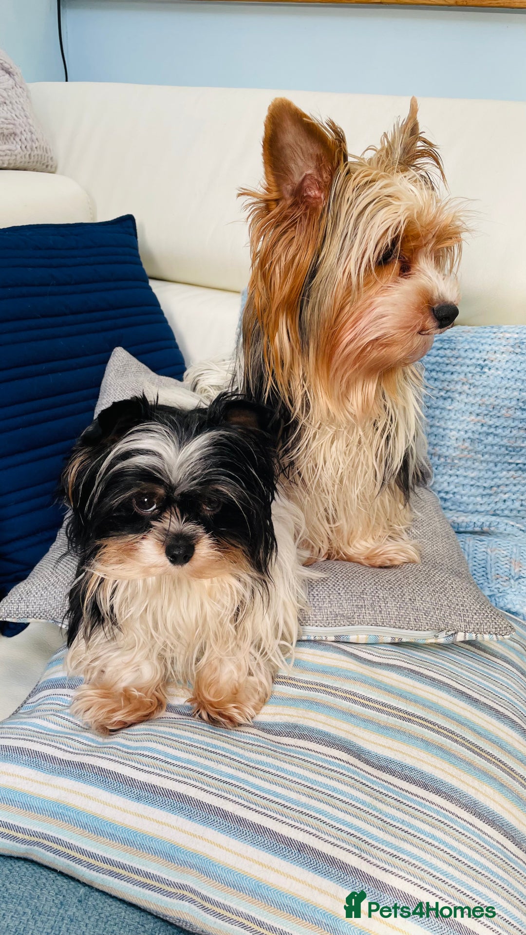 Biewer Terrier dogs for sale: Biewer Yorkshire Terrier - Image 12