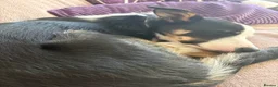 Mixed Breed dogs for sale: 1 year old Collie x Kelpie male - Advert 5
