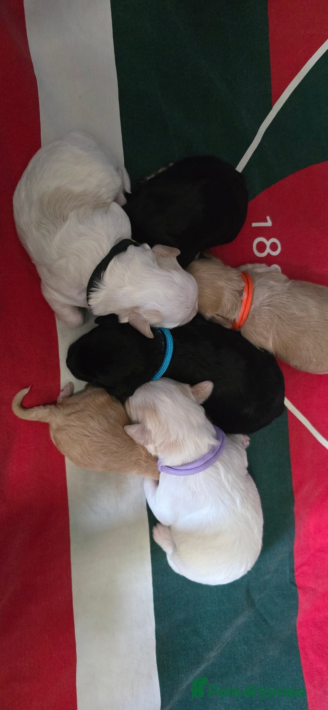 Mixed Breed dogs for sale: Beautiful Miniature Schnoodles  - Image 1