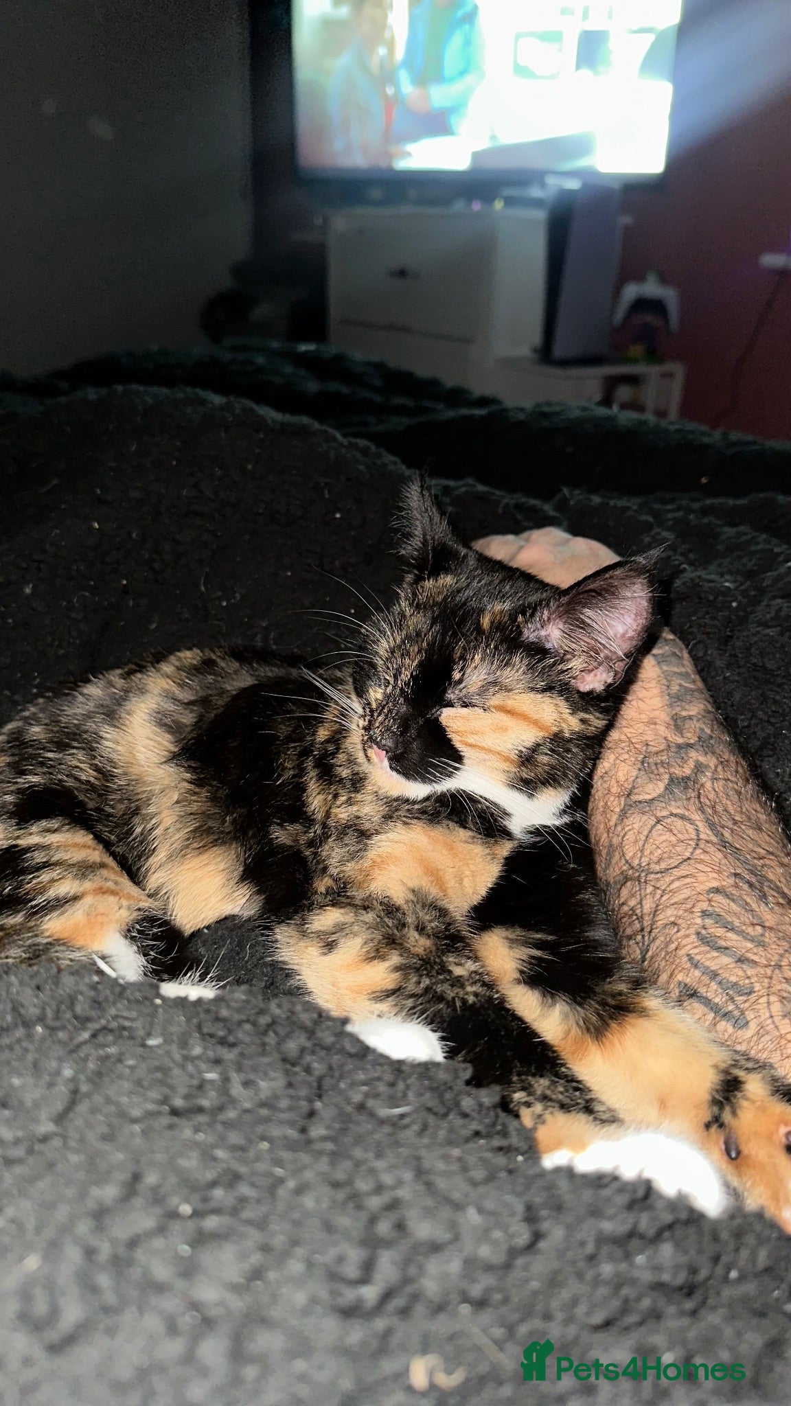 Mixed Breed cats 4 kittens  - Advert 4