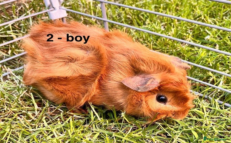 Guinea Pig rodents - Advert 6