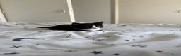 Domestic Shorthair cats for sale: White black cat  - Advert 12