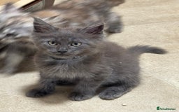 Maine Coon cats for sale: Beautiful Mainecoon kittens ready to leave home  - Image 8