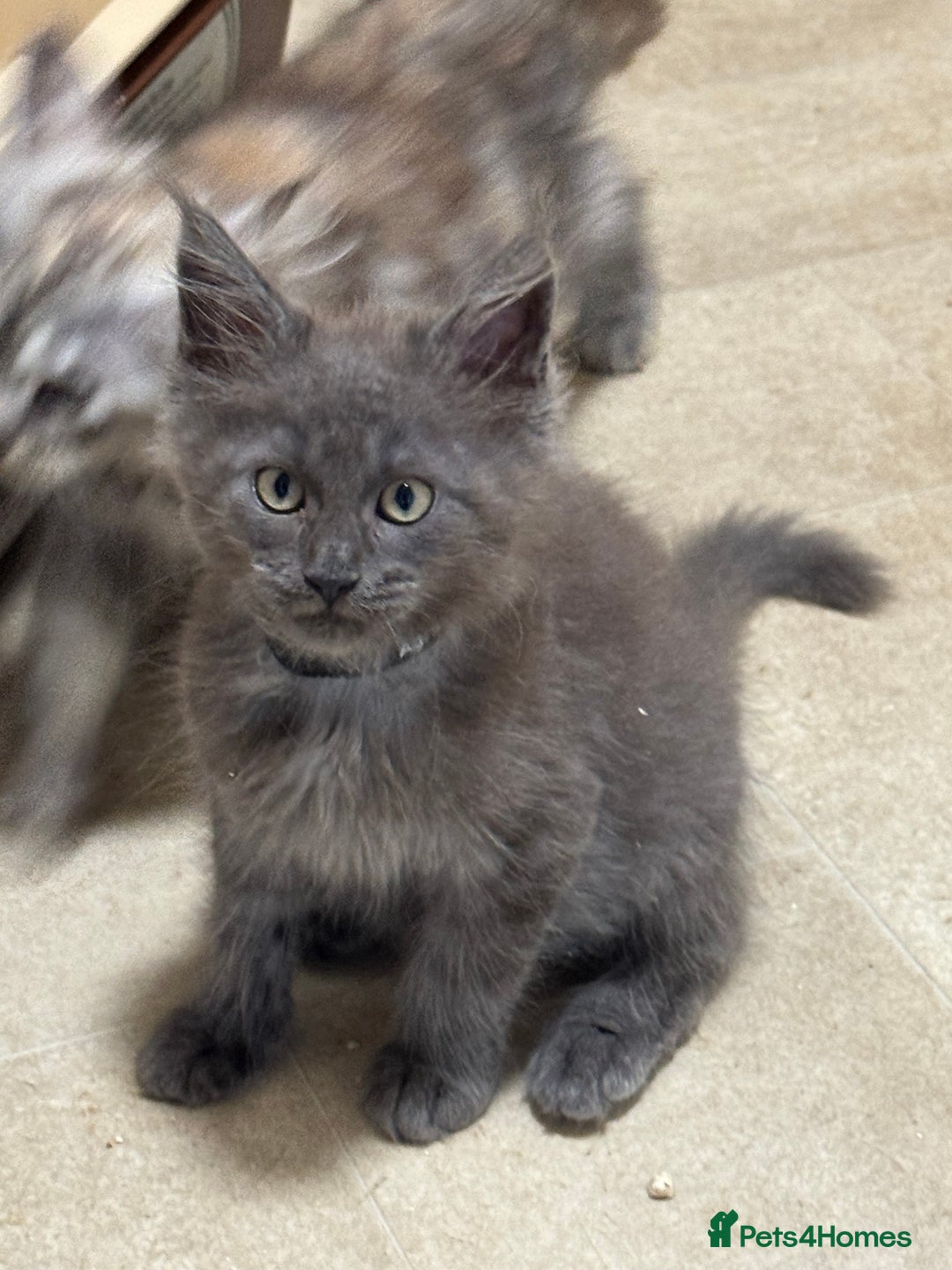Maine Coon cats for sale: Beautiful Mainecoon kittens ready to leave home  - Image 8