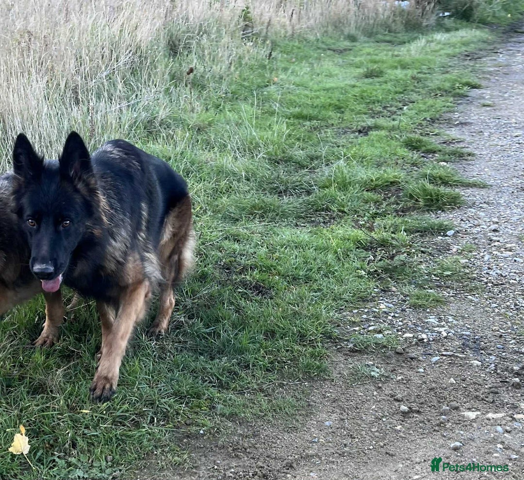 German Shepherd dogs for sale: Beautiful German Shepherd Girl  - Advert 4