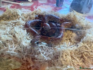 Corn Snake reptiles Corn snake for sale - Advert 1