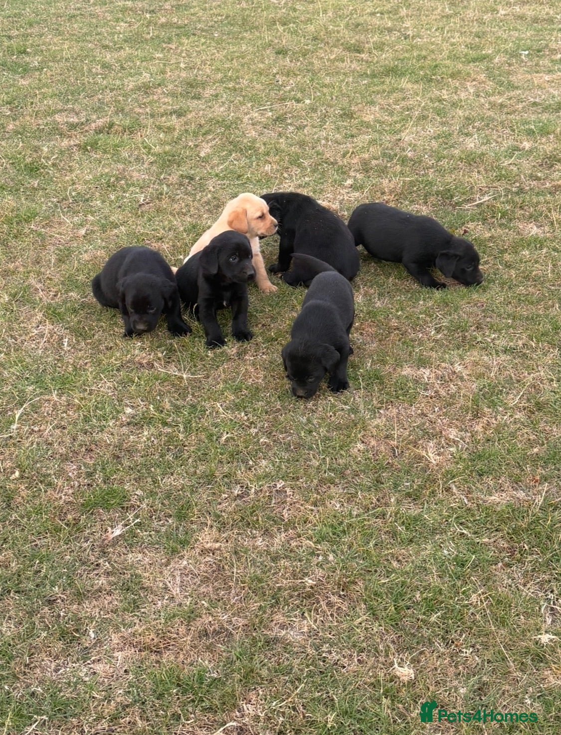 Labrador Retriever dogs 6 beautiful KC reg  Labrador retriever puppies  - Advert 2
