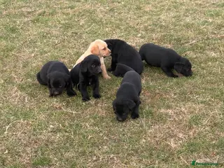 Labrador Retriever dogs 6 beautiful KC reg Labrador retriever puppies - Advert 1