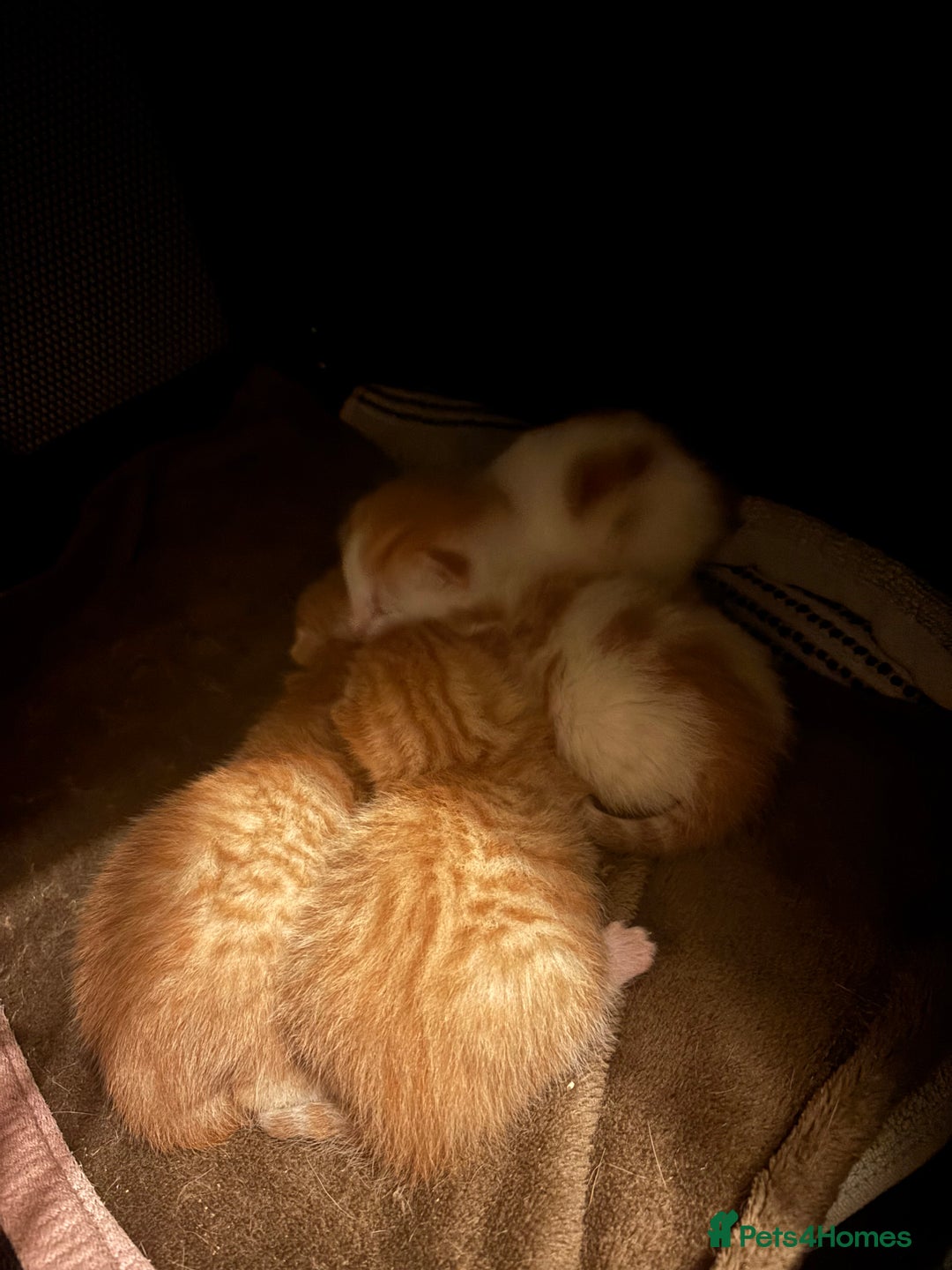 Mixed Breed cats for sale: Ginger & white kittens for loving new homes!  - Advert 5