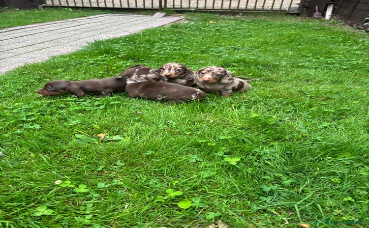 Dachshund dogs - Advert 3
