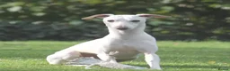 Italian Greyhound dogs for sale: KC REG Italian greyhounds DUE! - Advert 5
