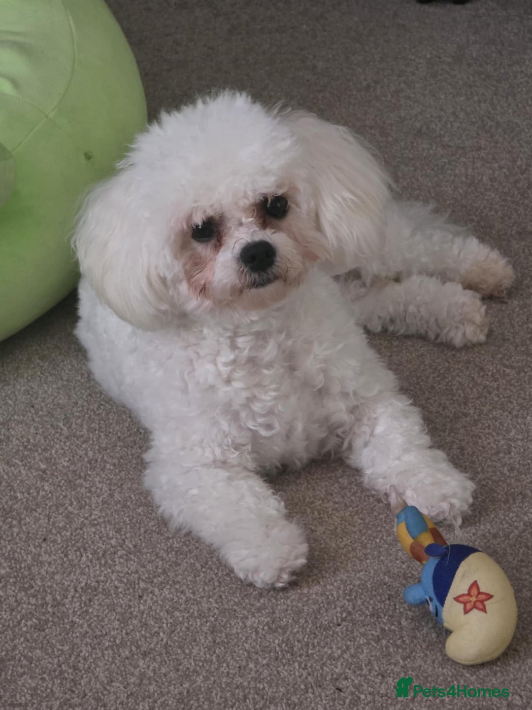 Bichon Frise dogs for sale: Bichon bolognese  - Advert 3