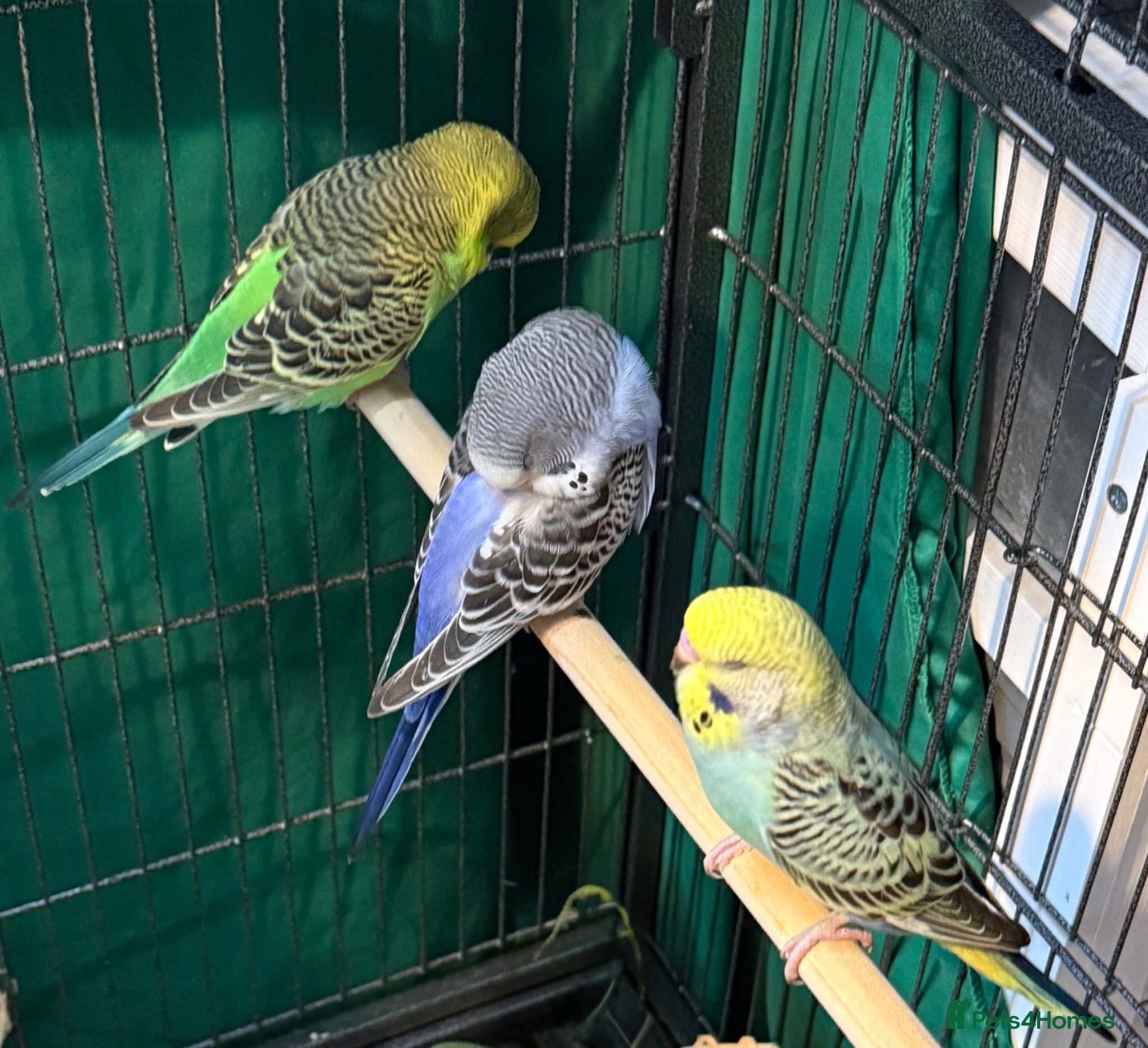 Budgerigars birds 8 week old baby budgies available in Runcorn - Advert 1