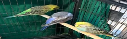 Budgerigars birds for sale: 8 week old baby budgies available in Runcorn - Advert 14