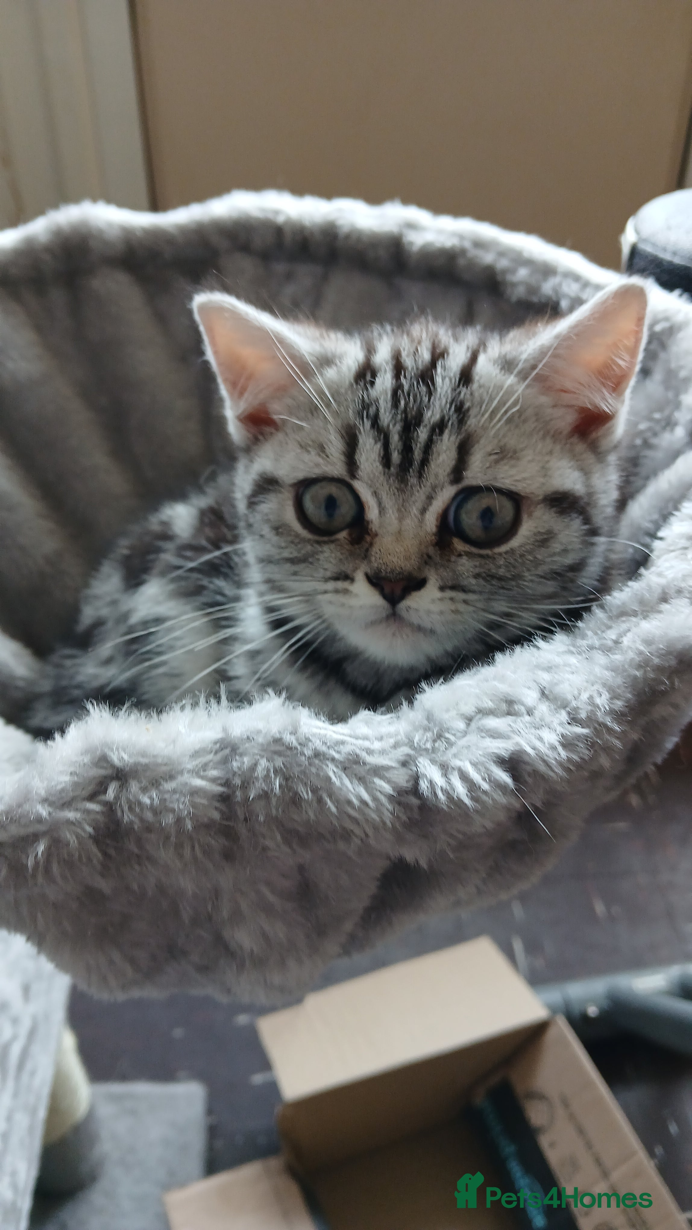 British Shorthair cats Bsh.Tabby kittens.GCCF.Available on 15.February . - Advert 6