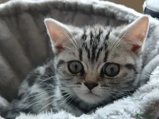 British Shorthair cats Bsh.Tabby kittens.GCCF.Available on 15.February . - Advert 6