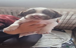 English Springer Spaniel dogs for sale: English springer spaniel pups - Image 8
