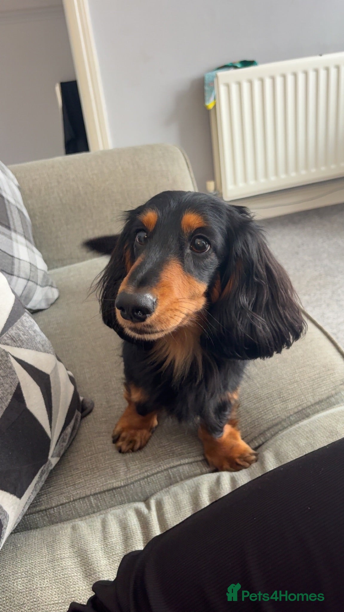 Miniature Dachshund dogs Long haired miniature daschund for sale  - Advert 2