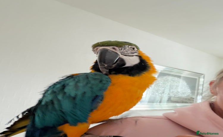 Macaws birds - Advert 1