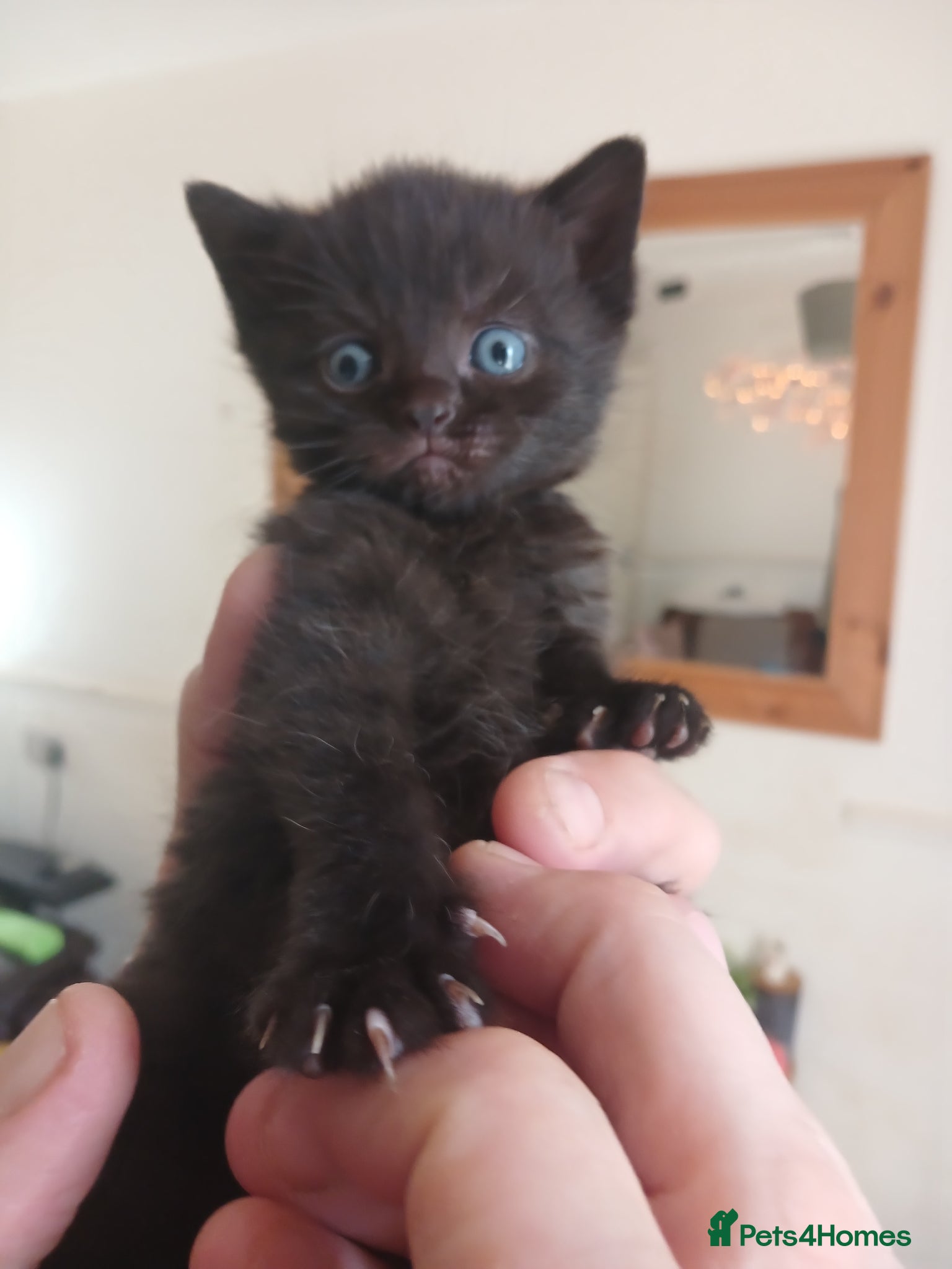 British Shorthair cats British blue X kittens for sale  - Advert 17