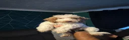Cockapoo dogs for sale: 5 gorgeous female Cockapoo in Maldon - Advert 18