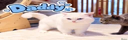Munchkin cats for sale: Munchkin kittens - Advert 18