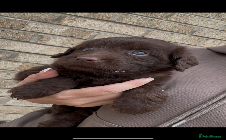Labradoodle dogs - Advert 9