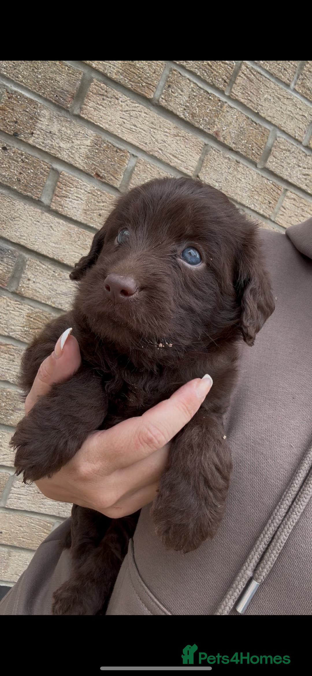 Phantom Labradoodle Prices Full Grown Chocolate Parti Australian