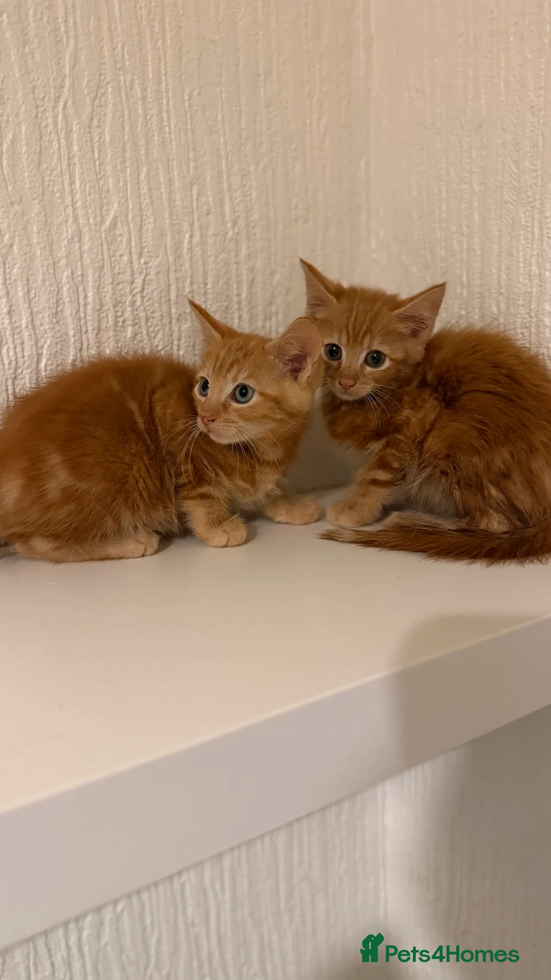 Mixed Breed cats for sale: Beautiful litter looking for forever homes ❤️ - Advert 4