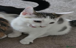 Mixed Breed cats for adoption: Pingu the rescue kitten needs forever home - Image 4