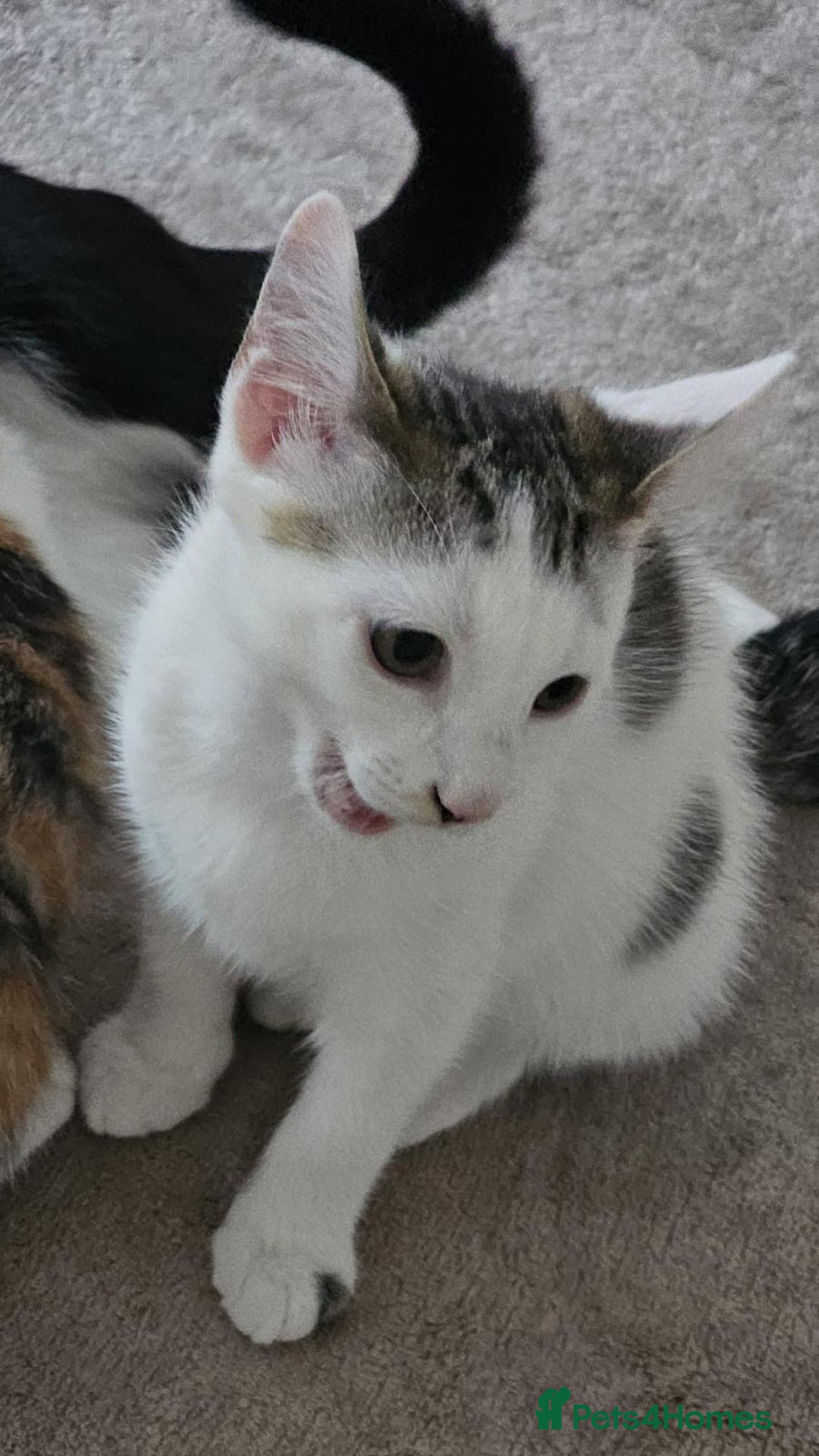 Mixed Breed cats for adoption: Pingu the rescue kitten needs forever home - Image 4