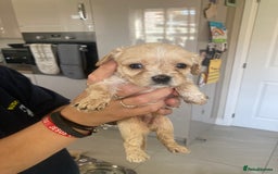 Cavachon dogs for sale: Cavalier King Charles x Cavachon - Image 16