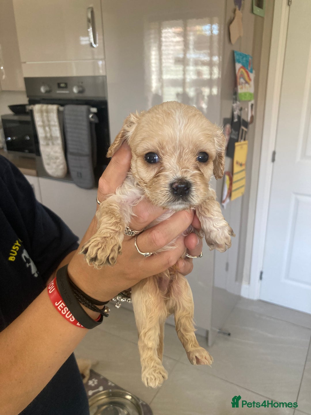 Cavachon dogs for sale: Cavalier King Charles x Cavachon - Image 16