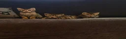 Bengal cats for sale: TICA registered bengal kittens  - Advert 2