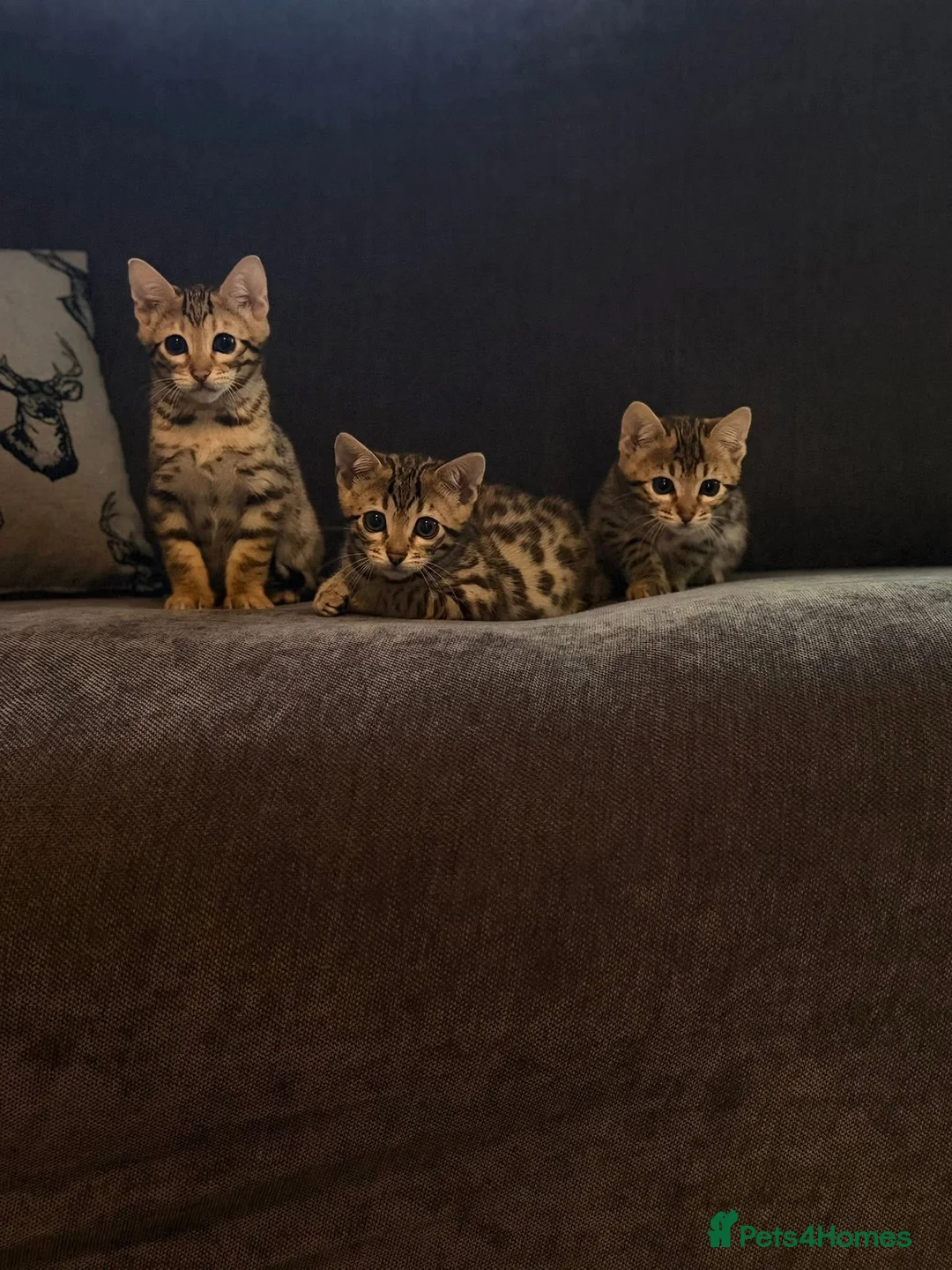 Bengal cats for sale: TICA registered bengal kittens  - Advert 2