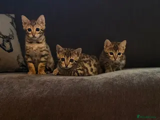 Bengal cats TICA registered bengal kittens - Advert 6